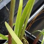 Zephyranthes carinata Bark