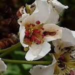 Pyrus pyrifolia 花