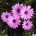 Osteospermum ecklonisFlor