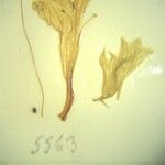 Marmoritis pharica Otro