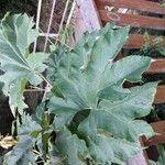 Tetrapanax papyrifer Jani