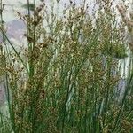 Juncus compressus Φρούτο