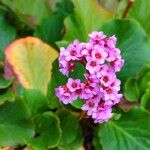 Bergenia crassifolia عادت