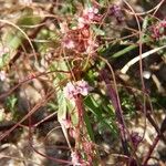 Cuscuta epithymum Çiçek
