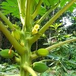 Carica papaya Blomma