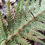 Polystichum aculeatum Blad