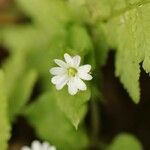 Stellaria sessiliflora Flor