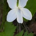 Viola striata Flower