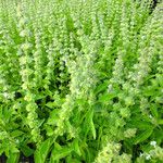 Ocimum basilicum Frukt