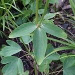 Aquilegia atrata Blad