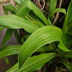 Crinum asiaticum Leaf