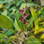Acianthera pubescens Flor