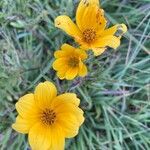 Bidens aristosa Flower