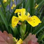 Iris pseudacorusBlomst