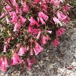 Epacris impressa 花