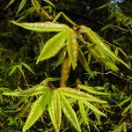 Acer pentaphyllum Folha