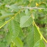 Zelkova carpinifolia برگ