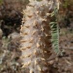 Astragalus alopecurus Frucht