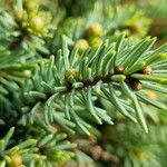 Picea orientalis Лист