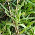 Cotula coronopifolia Leaf