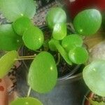 Pilea peperomioides Leaf