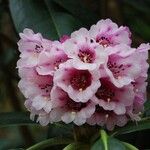 Rhododendron hodgsonii Λουλούδι