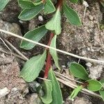 Salix retusa Habit