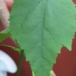 Abutilon megapotamicum Folio