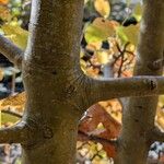 Pyrus communis Lubje