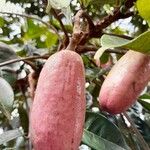 Pachylobus edulis Fruit