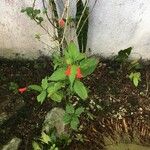 Ruellia brevifolia Blomma