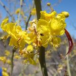 Parkinsonia praecox Цветок