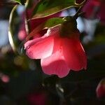 Camellia saluenensis Blüte