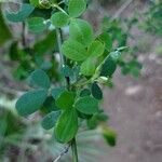 Cytisus arboreus Hoja