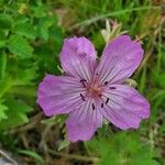 Geranium viscosissimum Blomst