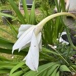 Gladiolus murielae Folha