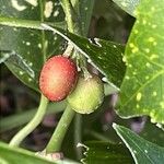 Aucuba japonica Плод