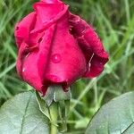 Rosa × odorata Flors
