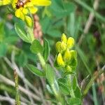 Genista germanica Blad