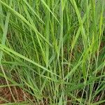 Panicum repens List