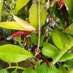 Aeschynanthus radicansFlower