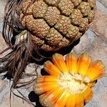 Pandanus utilis Owoc