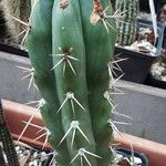 Trichocereus macrogonus Leaf