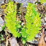 Selaginella selaginoides Folha