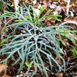 Dacrydium araucarioides Celota