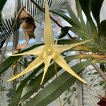 Angraecum sesquipedale Flower