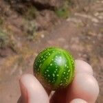 Bryonia verrucosa Fruto