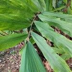 Wallichia oblongifolia Blad