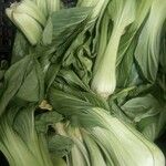 Brassica rapa List