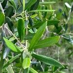 Olea europaeaLeaf